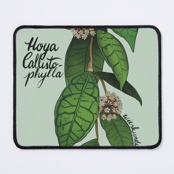 Item preview, Hoya callistophylla designed and sold by Wieskunde.