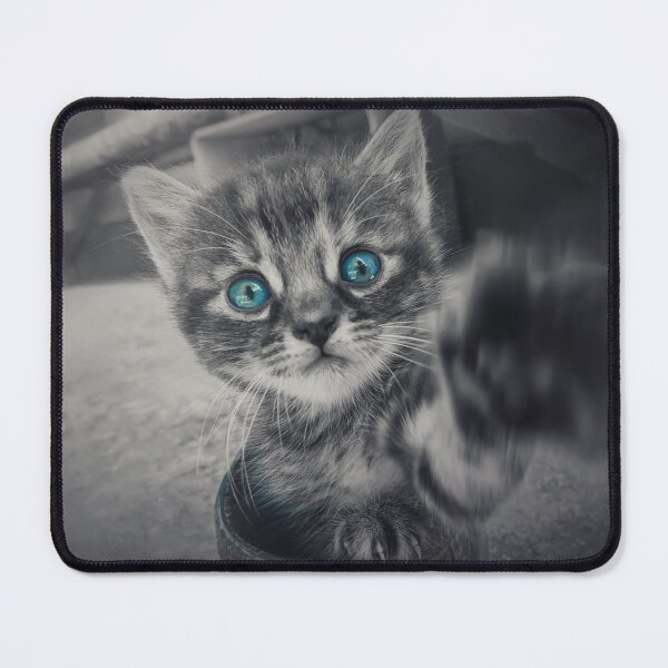 Item preview, curios blue eyed kitten designed and sold by psychoshadow.