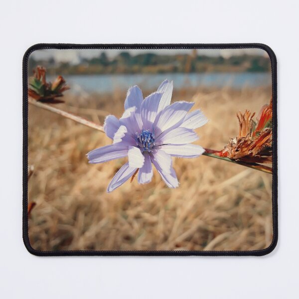 Item preview, blue chicory flower designed and sold by psychoshadow.