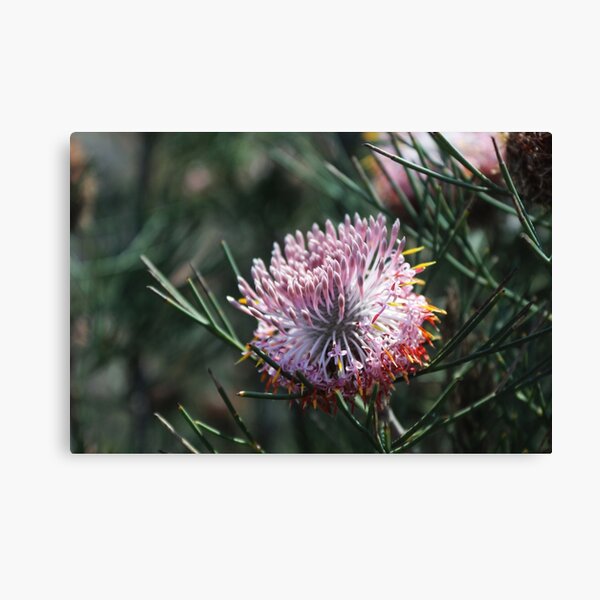 Item preview, Grevillea rosmarinifolia designed and sold by myraj.