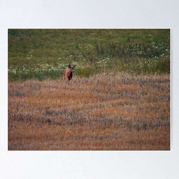 Item preview, Roe deer on evening walk designed and sold by Jouko Lehto Photography.