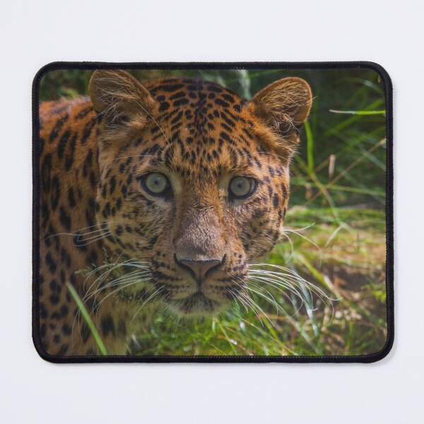 Item preview, Leopard Intense Stare designed and sold by TVD-Photography.
