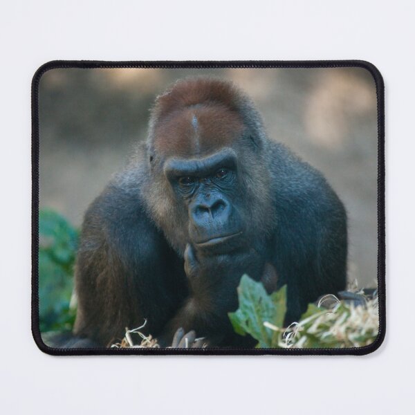 Item preview, Contemplative Silverback Gorilla designed and sold by TVD-Photography.