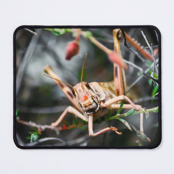 Item preview, Smiling Grasshopper  designed and sold by Vienewi.