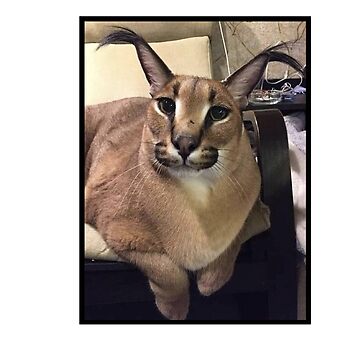 FLOPPA CAT \ CARACALS / GOOD AT MATH | Greeting Card