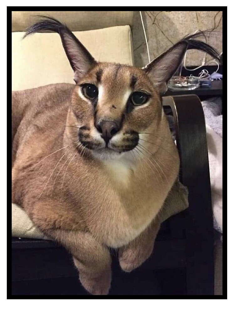 190 Big Floppa ideas in 2023  caracal cat, caracal, cat memes