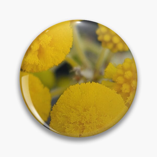 Item preview, Acacia pulchella designed and sold by LCNNativePlants.