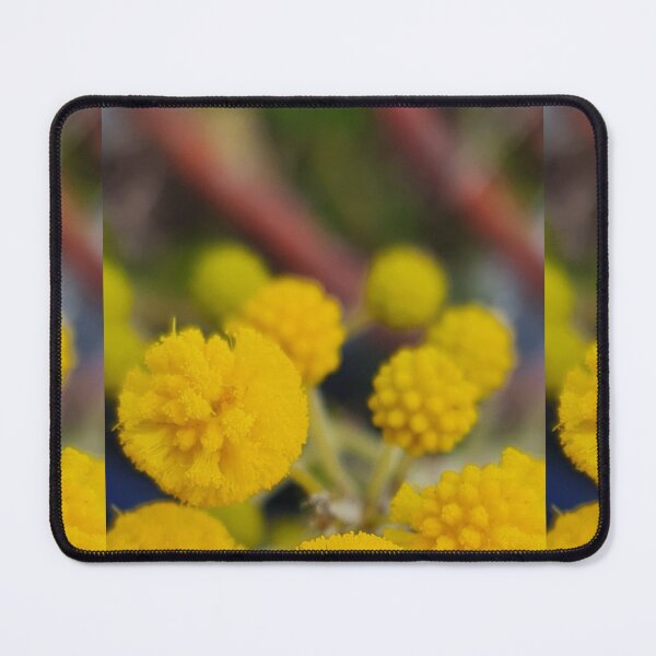 Item preview, Acacia pulchella designed and sold by LCNNativePlants.