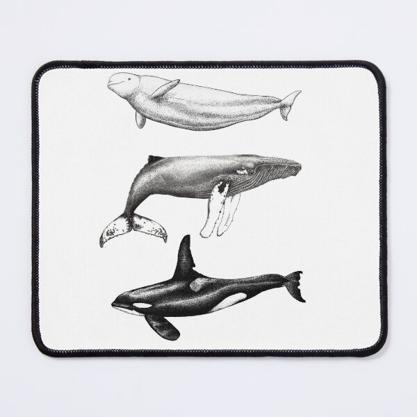 Item preview, Beluga, orca and humpback whale ink illustrations designed and sold by chloeyzoard.