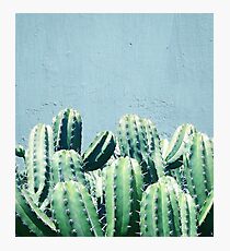 Cactus & Teal #redbubble #lifestyle Photographic Print