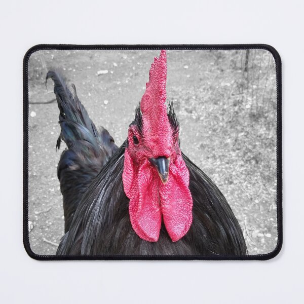 Item preview, Australorp Rooster designed and sold by palaco210.