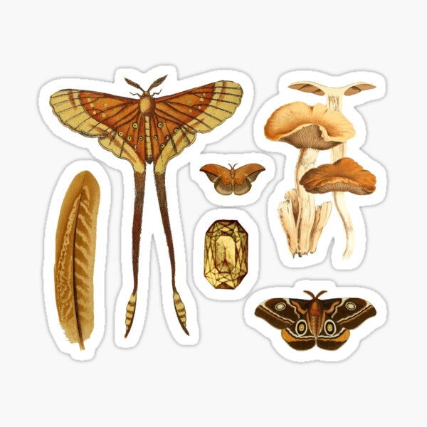 Aesthetic Autumn Moth Sticker – Big Moods