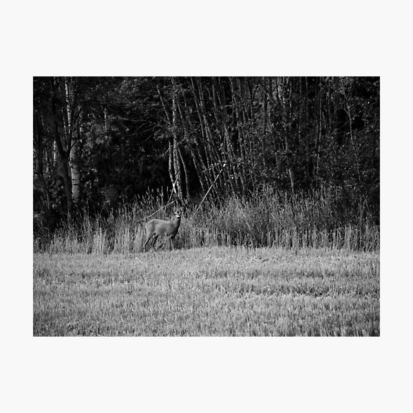 Item preview, By the line of the forest. Roe deer bw designed and sold by Jouko Lehto Photography.