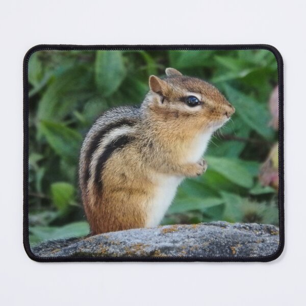 Item preview, Chipmunk designed and sold by shotsfromthehip.