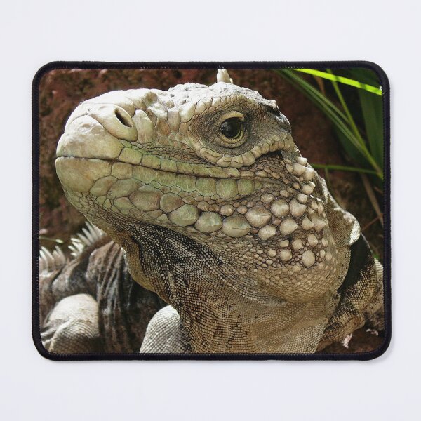 Item preview, Cuban rock iguana designed and sold by rootedrender.