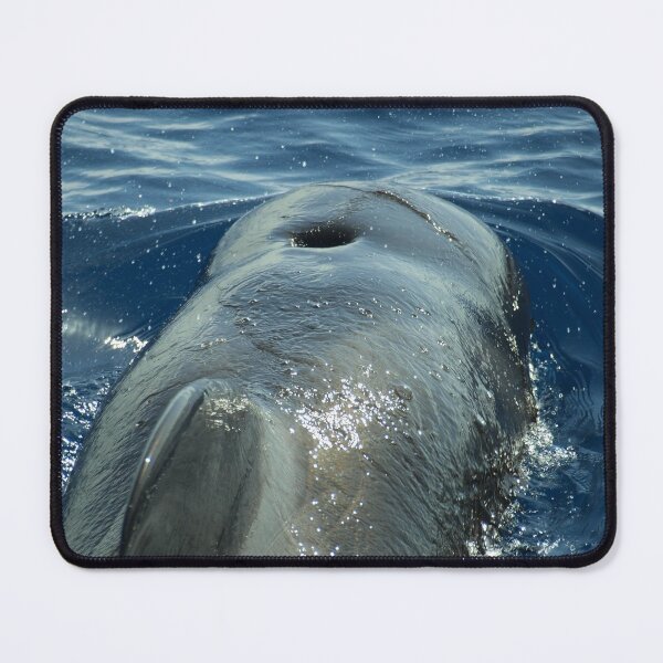 Item preview, Pilot whale rider designed and sold by Chloé Yzoard.