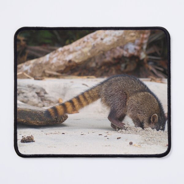 Item preview, Funny wild racoon in Costa Rica - Humour photography designed and sold by Chloé Yzoard.