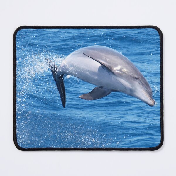 Item preview, Joyful Bottlenose dolphin  designed and sold by Chloé Yzoard.