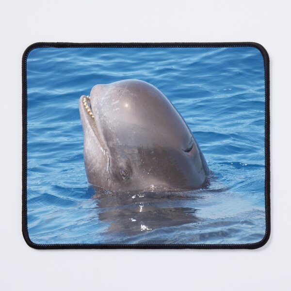 Item preview, Cute wild pilot whale baby  designed and sold by Chloé Yzoard.