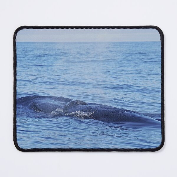 Item preview, Tropical whale: The Bryde´s whale designed and sold by Chloé Yzoard.