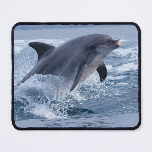 Item preview, Bottlenose dolphin (Tursiops truncatus) surfing the waves designed and sold by Chloé Yzoard.