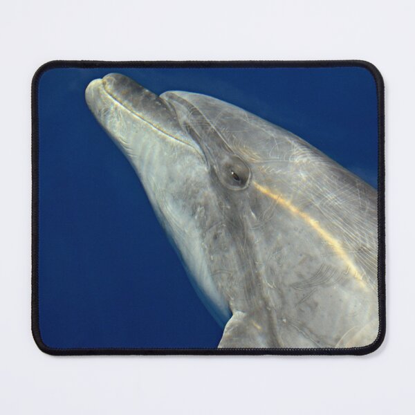 Item preview, Bottlenose dolphin portrait designed and sold by Chloé Yzoard.