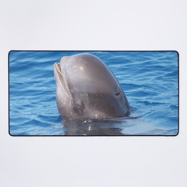 Item preview, Cute wild pilot whale baby designed and sold by Chloé Yzoard.