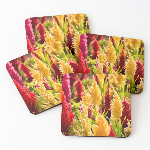Item preview, Celosia argentea designed and sold by troianifabrizio.