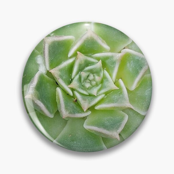 Item preview, Echeveria Succulent Plant designed and sold by DesignMore21.