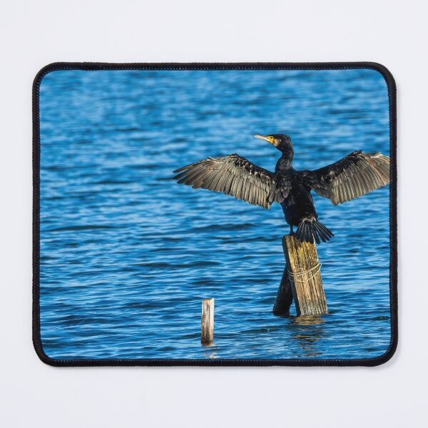 Aperçu de l'œuvre Cormoran créée et vendue par iCimages.net.