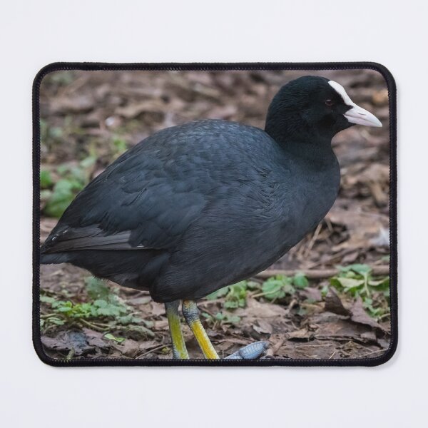 Item preview, Coot designed and sold by iCimages.net.
