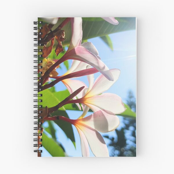 Item preview, White Plumeria under the sun designed and sold by Fynns Photography.