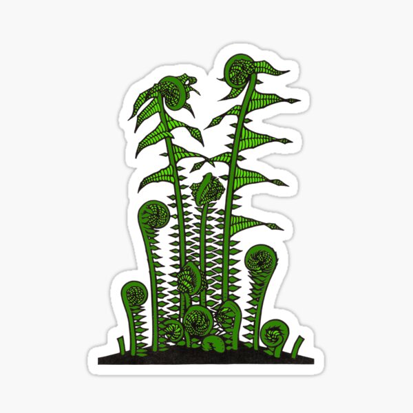 Item preview, Fern, Fiddle head fern woodcut Vintage illustration colorized designed and sold by blackdogshop.