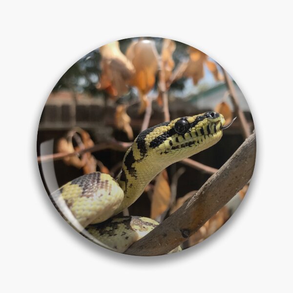 Artikelvorschau, Morelia Harrisoni Teppichpython entworfen und verkauft von Patrickneeds.