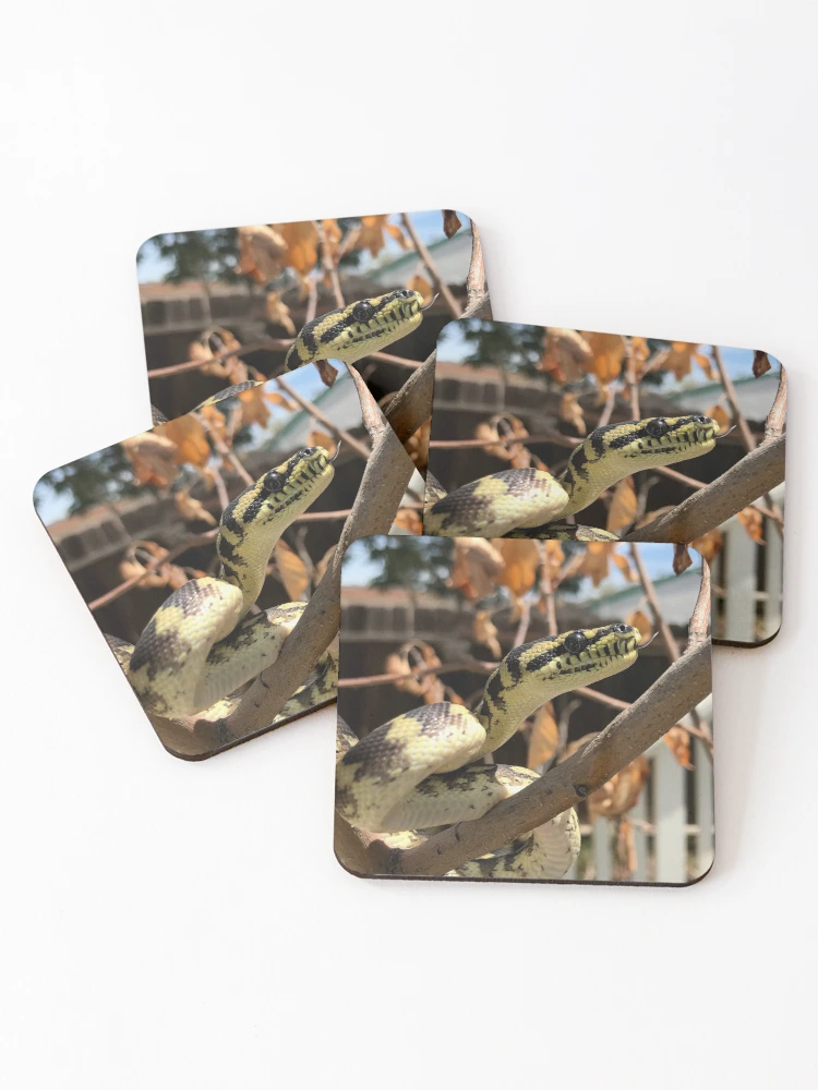 Thumbnail 1 of 5, Coasters (Set of 4), Morelia Harrisoni Carpet Python designed and sold by Patrickneeds.