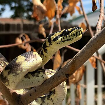 Artwork thumbnail, Morelia Harrisoni Carpet Python by Patrickneeds