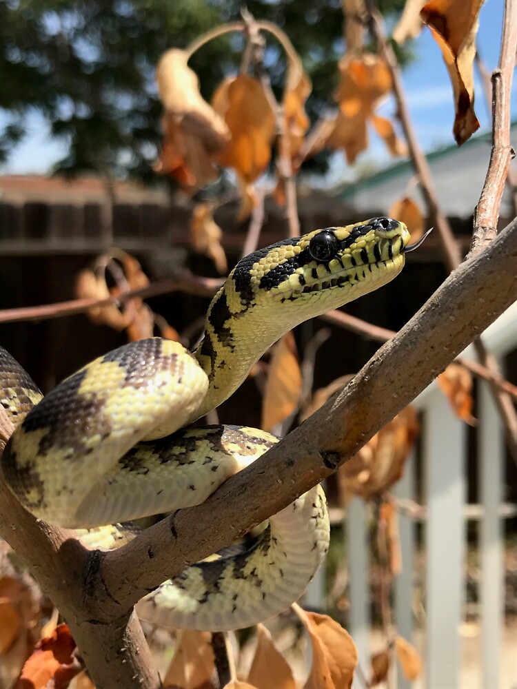 Thumbnail 3 of 3, Sticker, Morelia Harrisoni Carpet Python designed and sold by Patrickneeds.