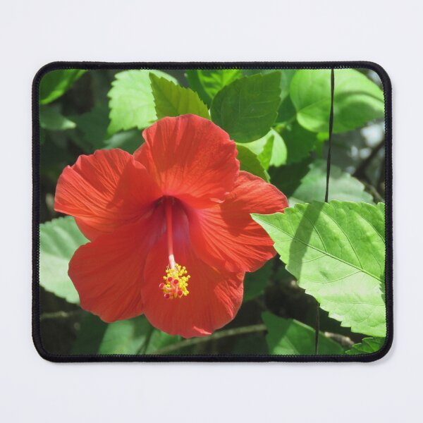 Item preview, Hibiscus designed and sold by TammieE.