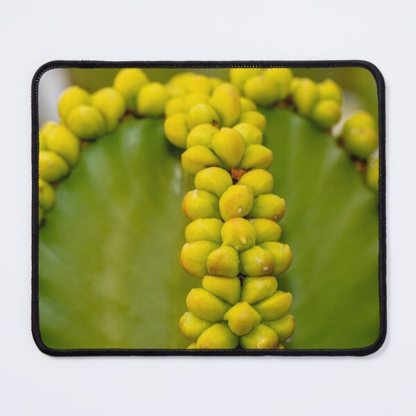 Item preview, Euphorbia cooperi designed and sold by iCimages.net.