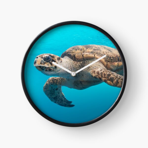 Funny Turtle Clocks for Sale | Redbubble Funny Turtle Clocks for Sale | Redbubble