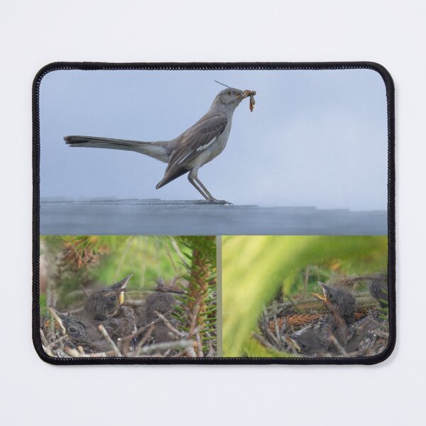 Item preview, Mockingbird with food for its babies collage designed and sold by Zina Stromberg.