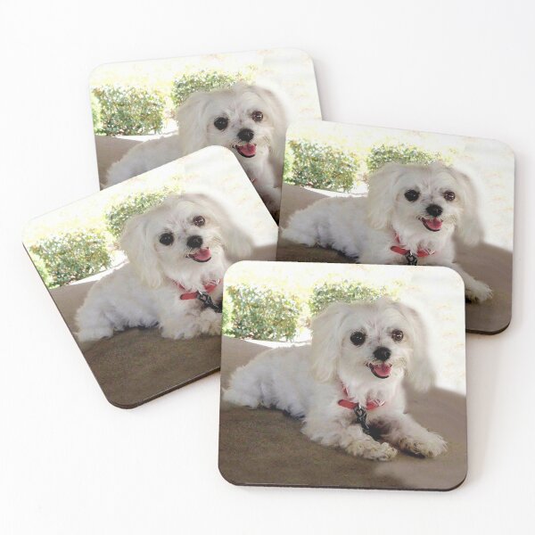 Item preview, Adorable Maltese Dog designed and sold by Carlo Varo.