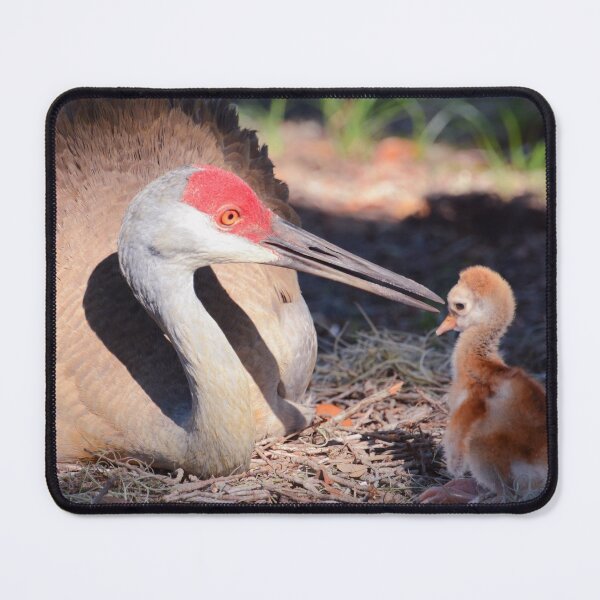 Sandhill with chick Mouse Pad