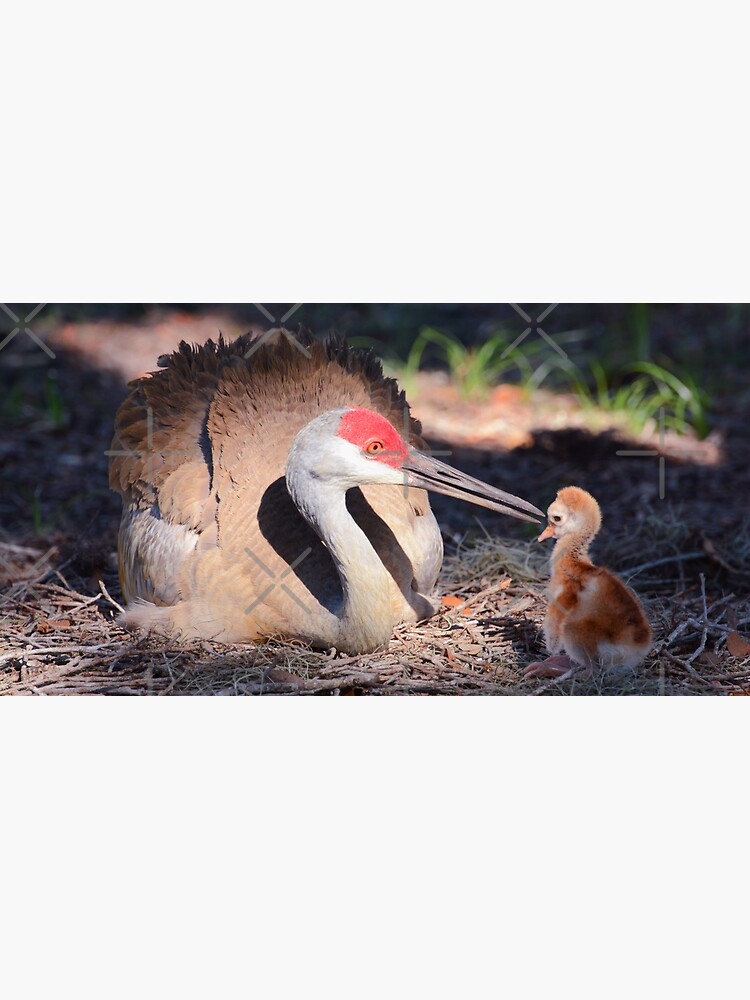 Sandhill with chick by ZinaStromberg