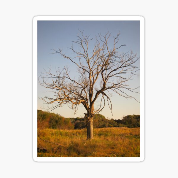 Item preview, The Lone Tree designed and sold by LizEllisPhotos.