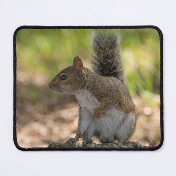 Item preview, Playful cute grey squirrel designed and sold by Zina Stromberg.