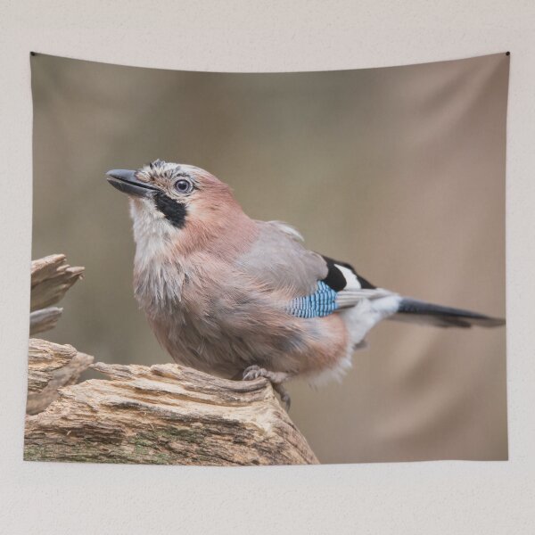 Item preview, Eurasian Jay #2 designed and sold by Dominika Aniola.