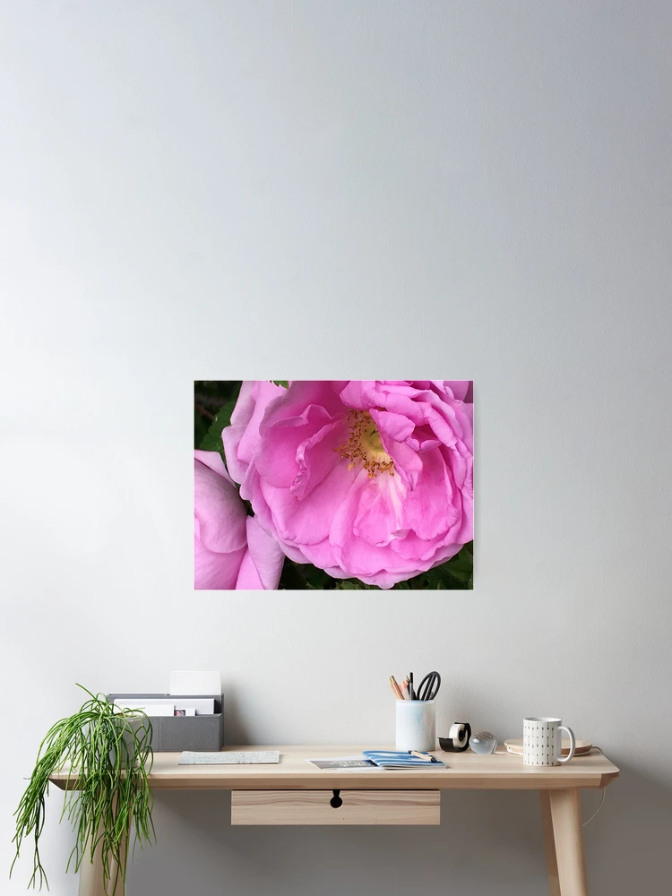 Thumbnail 2 of 3, Poster, Fragrant Rose designed and sold by Ric1926.