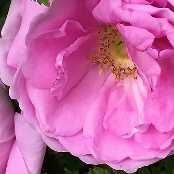 Artwork thumbnail, Fragrant Rose by Ric1926