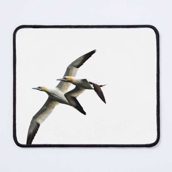 Item preview, Gannets in Flight designed and sold by DaveMacNeil.